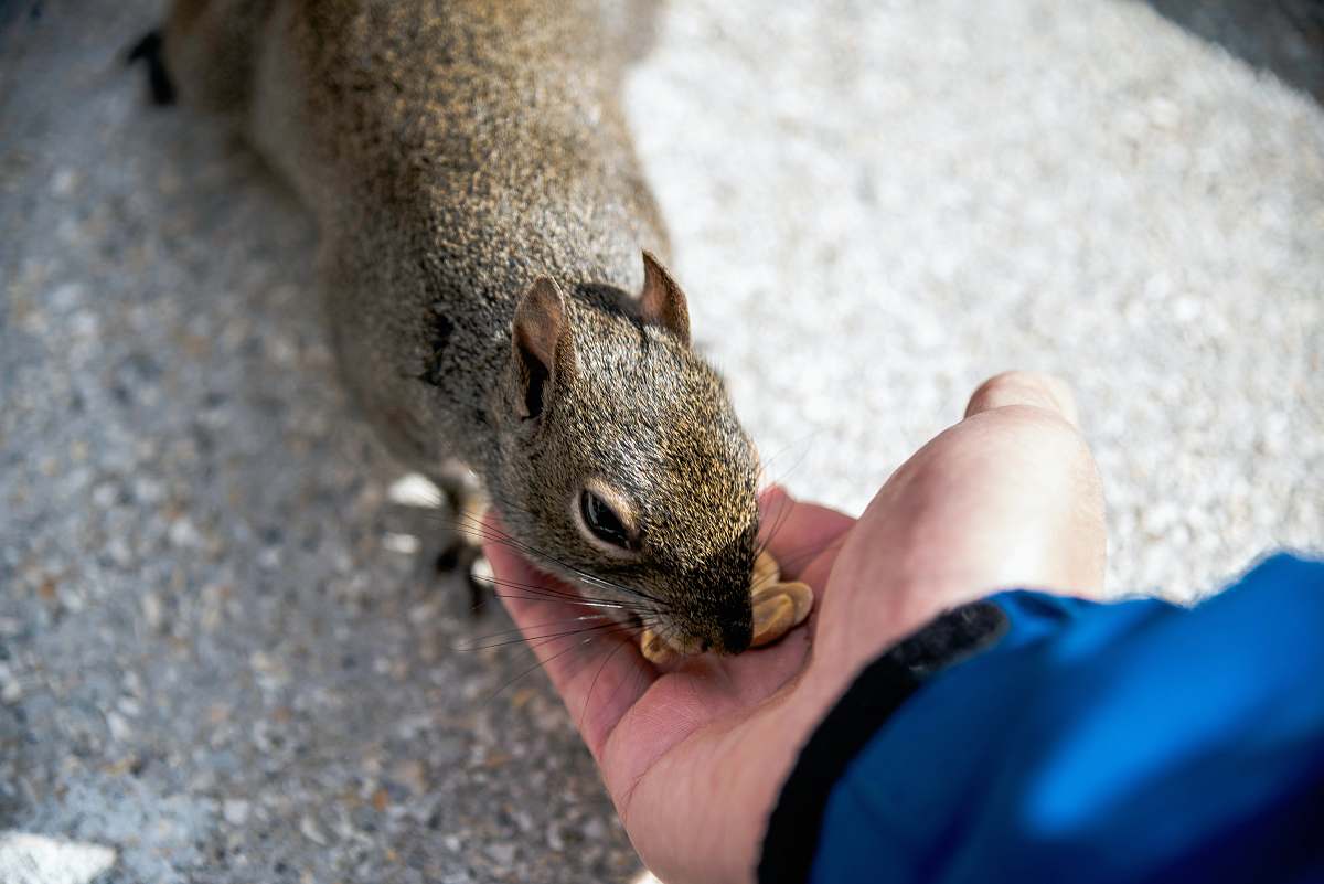 fountain of youth boulevard person feeding squirrel st. augustine